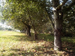 En otoño, hojas secas y paseos con el perro